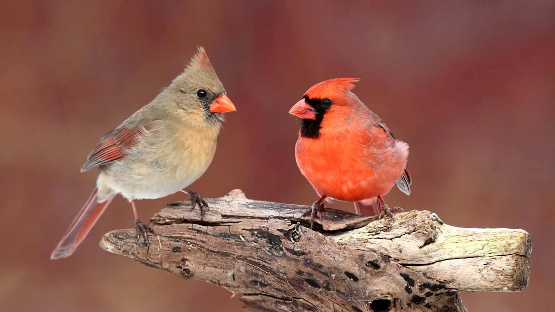 Cardinal shops Bird