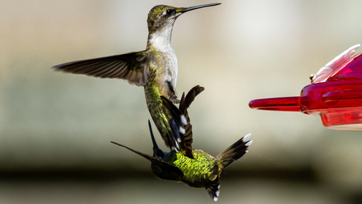 Two hummingbirds