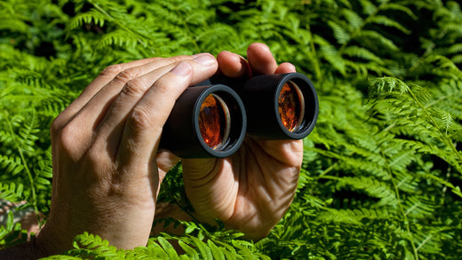 Beginner’s Guide to Birdwatching: What Equipment Do You Need?