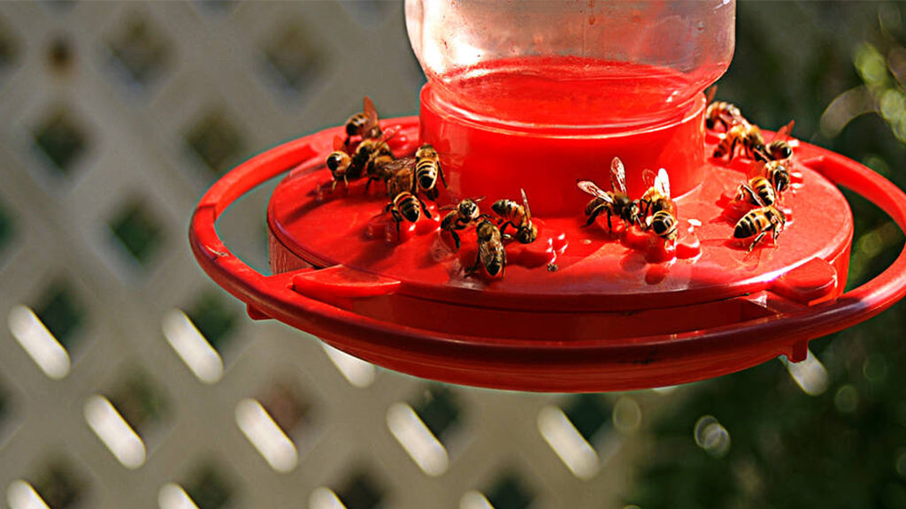 Bees swarming the hummingbird feeder to steal nectar from it