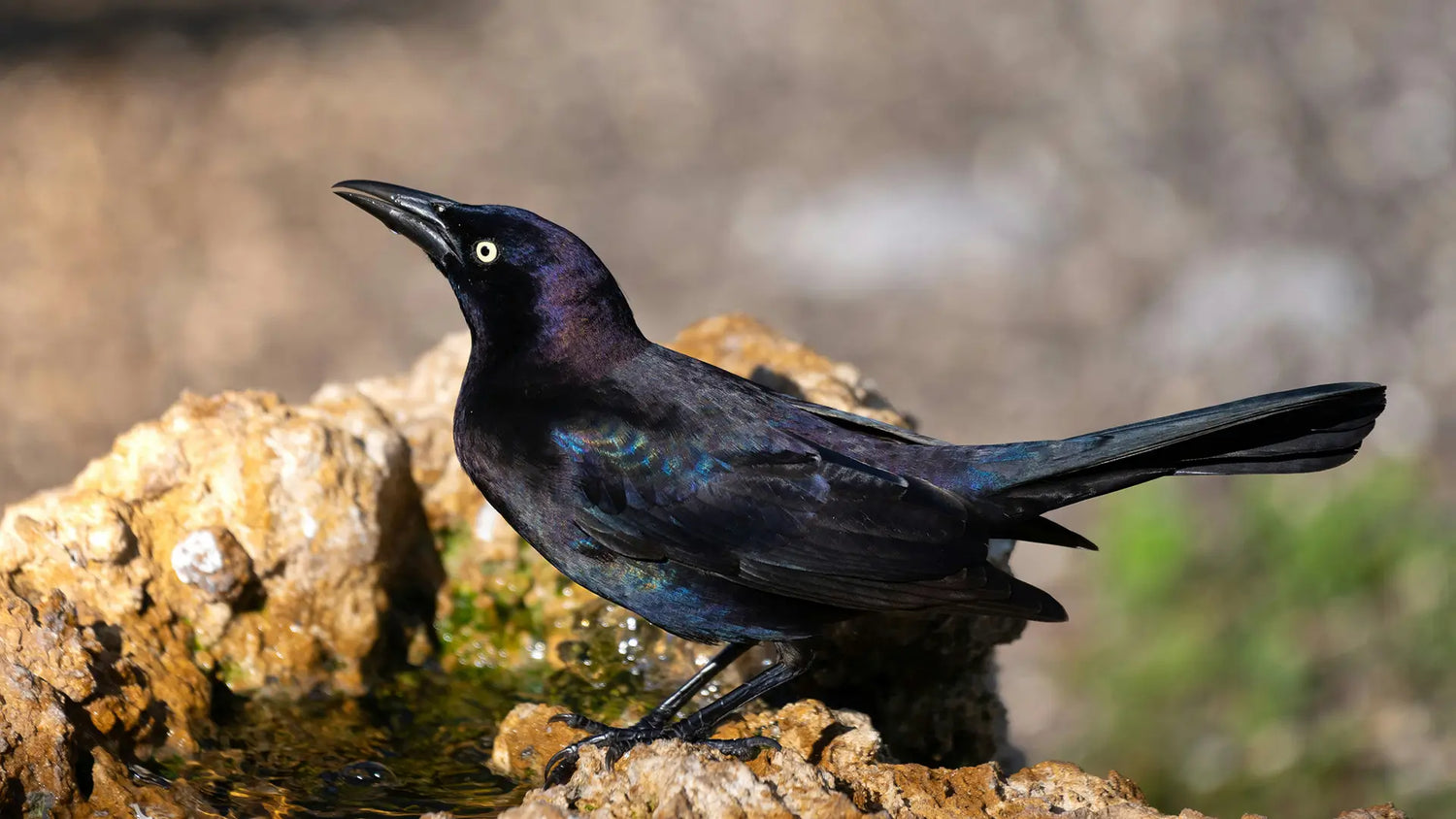 How to Deal with Bird Feeder Bullies