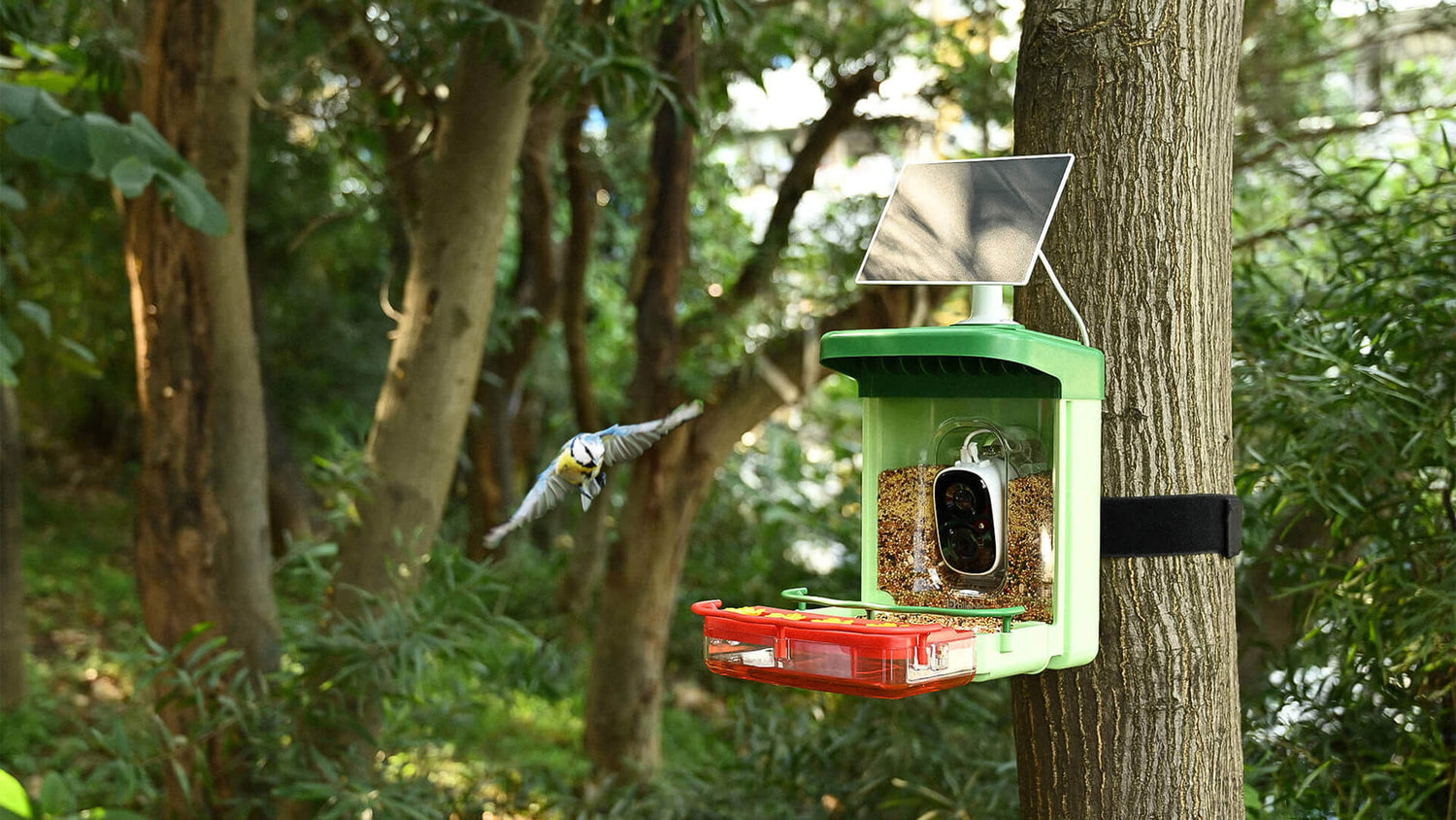 Bird Introduction-Eurasian Blue Tit - Bilantan