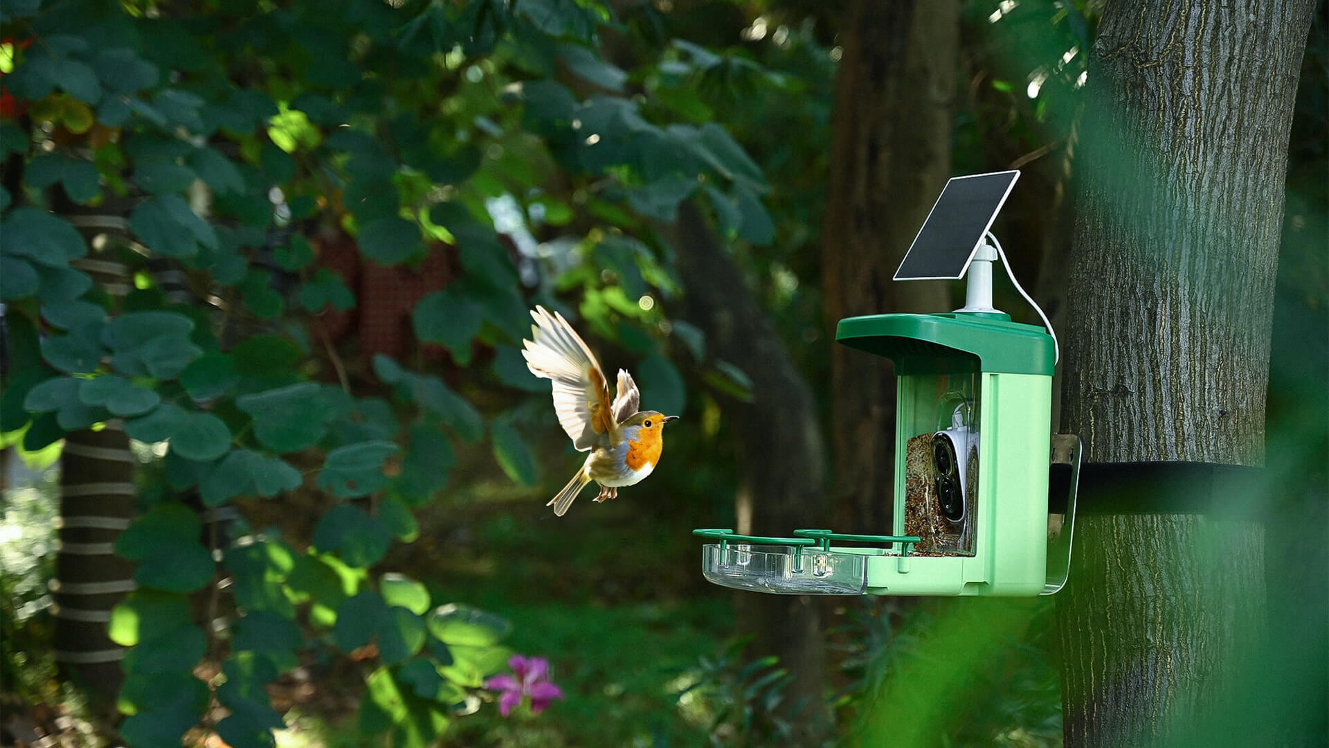 Bird Introduction-European Robin - Bilantan