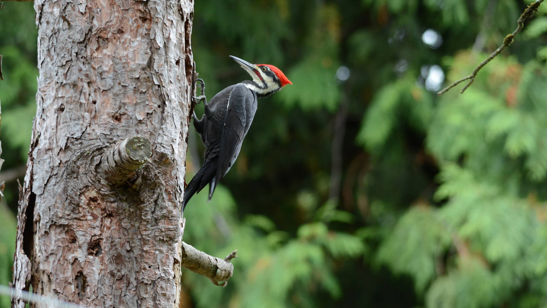 Bird introduction - Pileated Woodpecker - Bilantan
