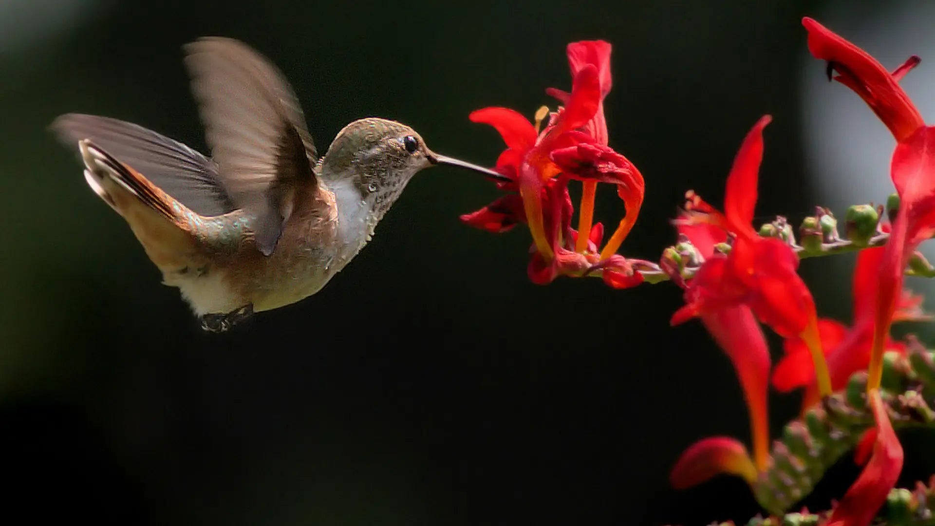 Top 10 Trees That Attract Hummingbirds