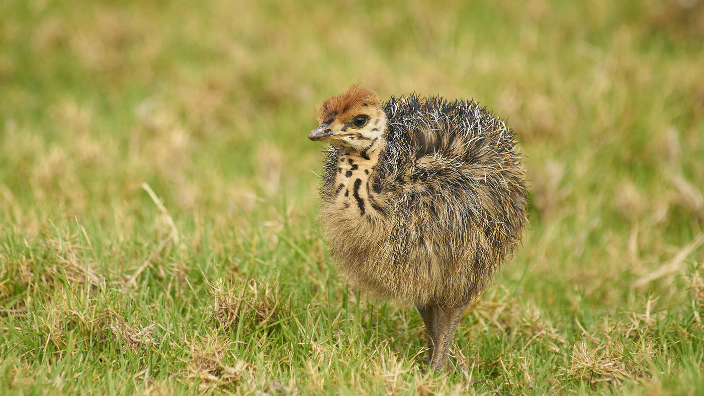 Are Birds Mammals? Just Read This!