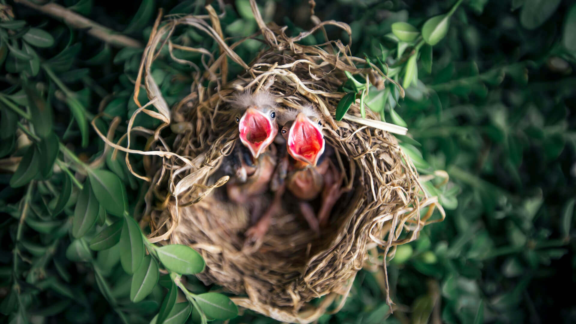 The Ultimate Guide How To Keep Ants Out Of Hummingbird Feeder   Baby Birds 