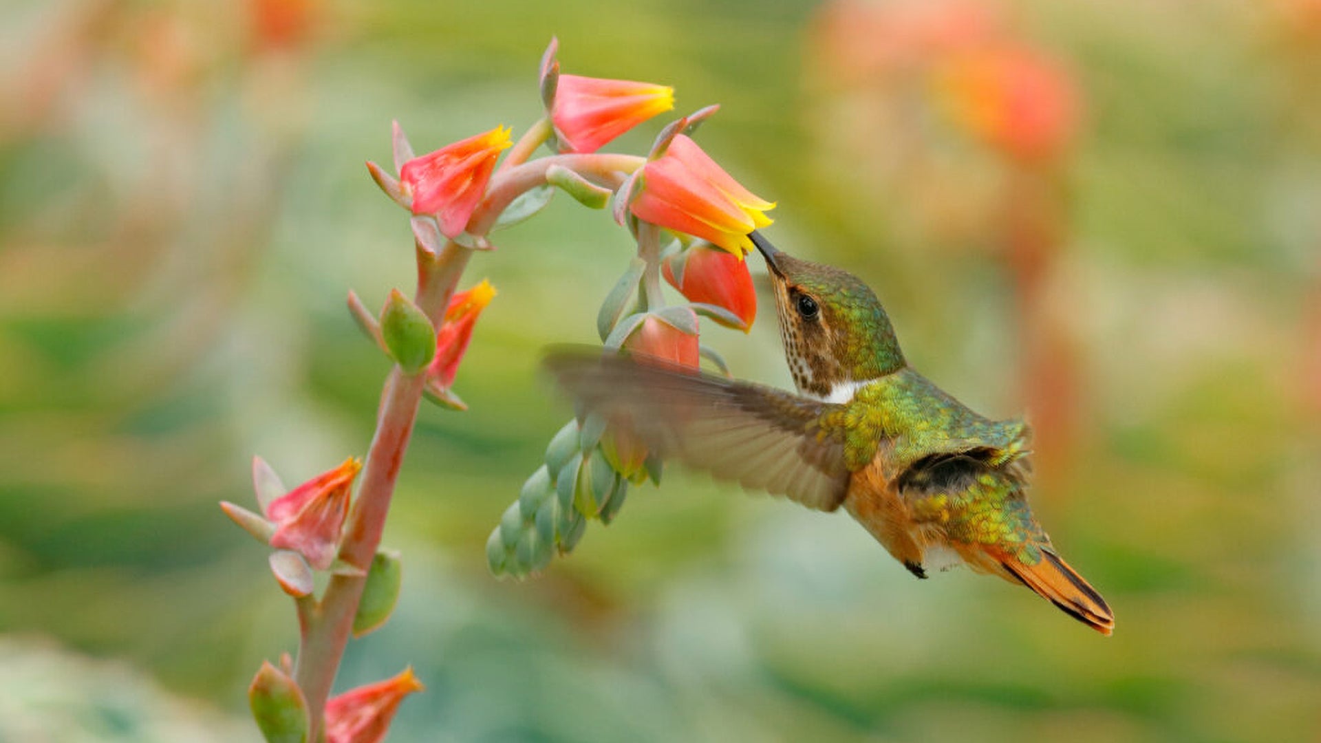 Desert Plants That Attract Hummingbirds: Resilient Beauties