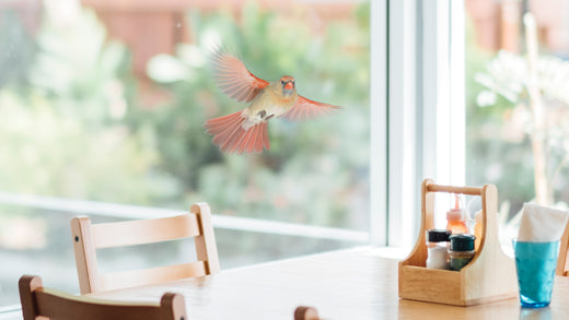 Why Do Cardinals Keep Attacking My Window?