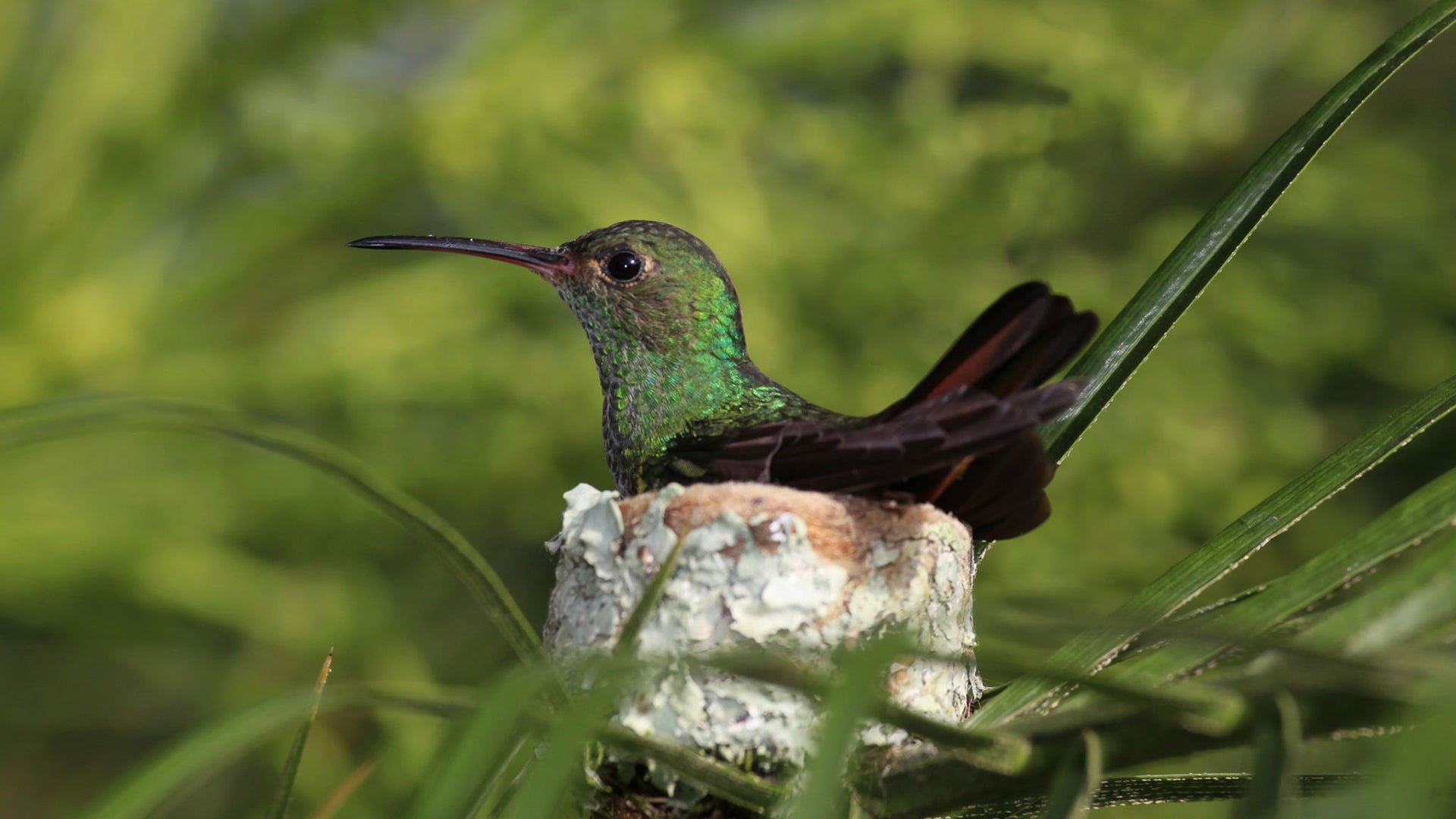 The Marvel of Hummingbird Hatching: From Egg to Flight