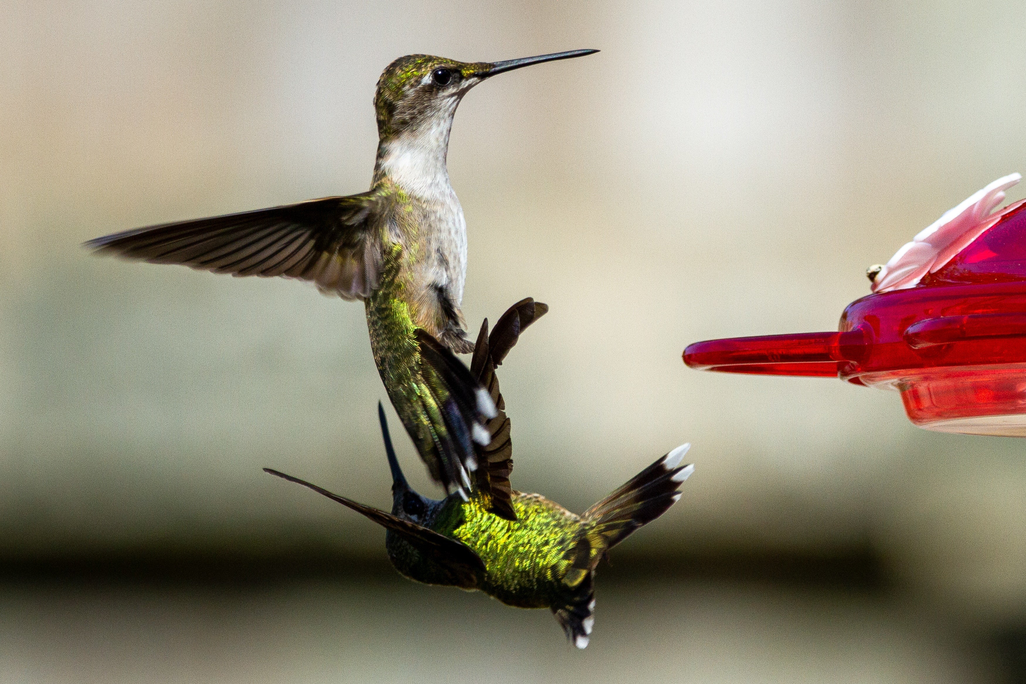 Why do Hummingbirds Fight at my Feeder? Why can’t they be friends?