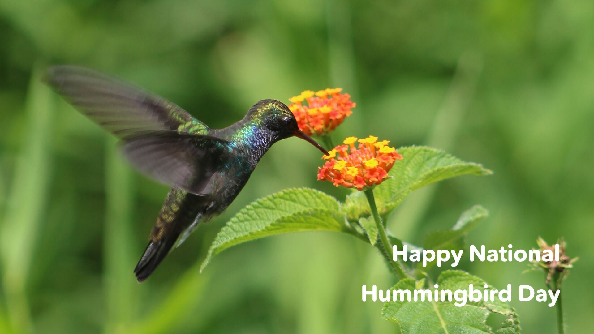 National Hummingbird Day🌼🐦 Hummingbird Day Sale！28th Aug.~3rd Sep. 🐦🌼 /$60 off HummerHi/